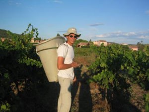 vignes