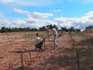 vignes
