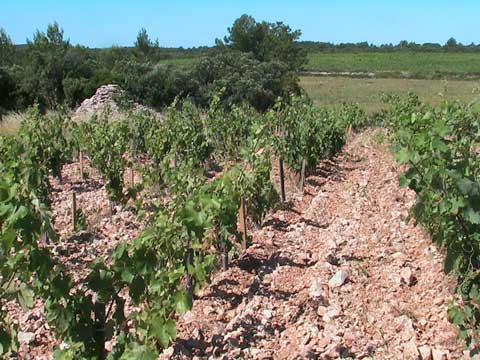Viñedos